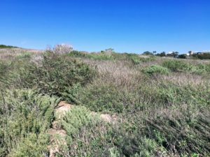 California Sagebush Scripps Coastal reserve biodiversity trail