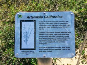 California Sagebush information sign hidden gems in San Diego