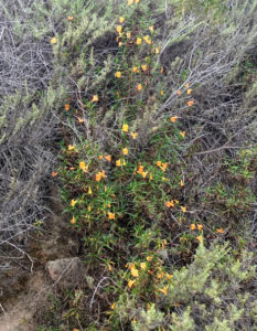 california monkey flower