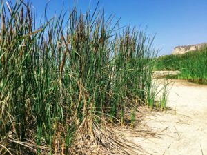 Cattails san mateo lagoon san onofre state beach