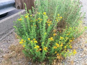 coast goldenbush san diego beach pictures