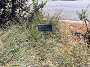 Deergrass Agua Hedionda Lagoon Discovery Center