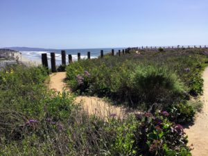 Del Mar North Beach bluff view path