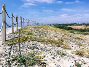 evening primrose south ponto beach sand dunes