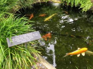 Fish Pond self realization fellowship meditation gardens