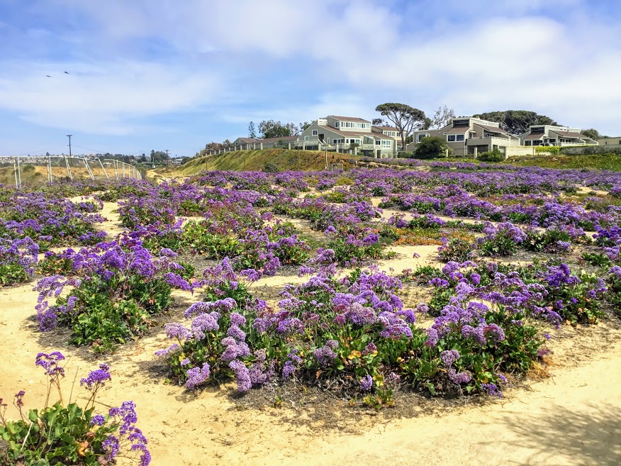 Five Hidden Gems In San Diego – San Diego Beach Secrets