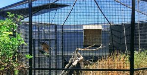 Golden Eagle Swing Living Coastal Discovery Center