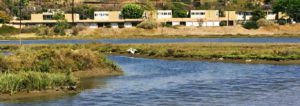 Great egret san diego beach pictures