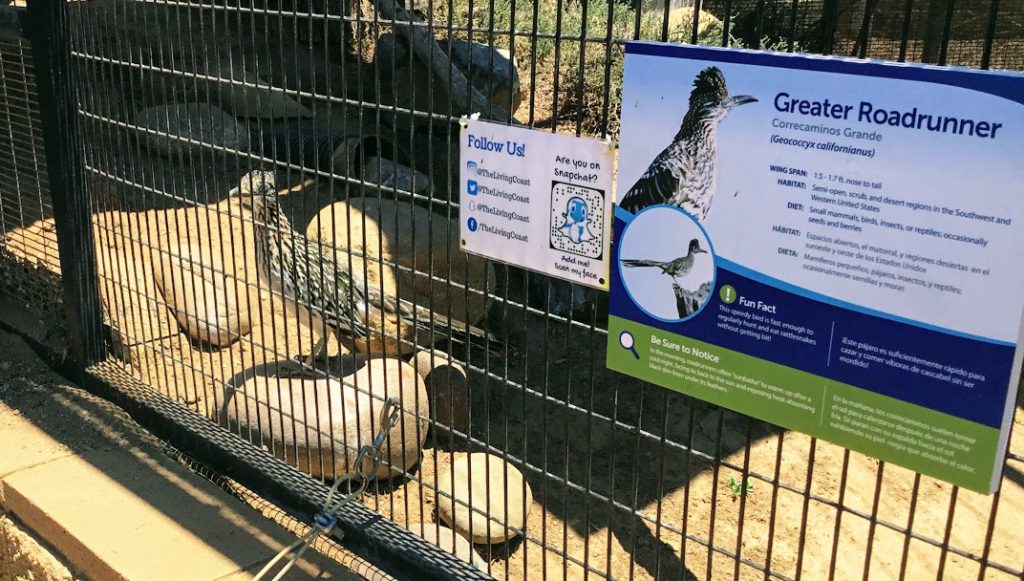 Great Roadrunner living coast discovery center