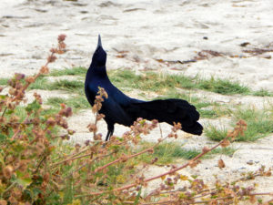 Great Tailed Grackle San Diego Beach pictures