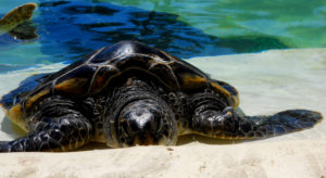 green sea turtle san diego beach pictures