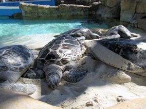 Green sea turtle seaworld san diego