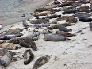 Harbor seals childrens pool san diego beach pictures 