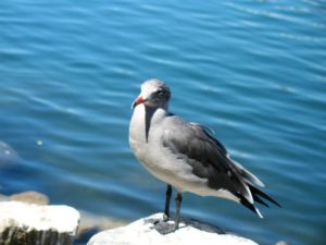 Heermans gull san diego beach pictures