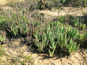 Lady Finger Plant Biodiversity Trail