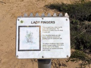 Lady Fingers Info Sign Scripps Biodiversity trail