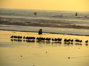 least sandpipers san diego beach pictures