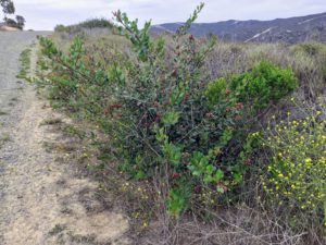 Lemonade Berry Bush panhe nature trail