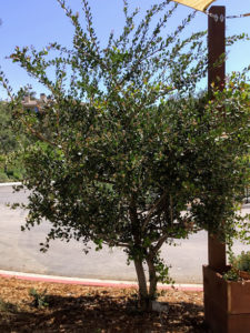 lemonade berry tree san diego beach pictures