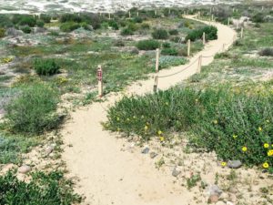 Living Museum Path Ocean Beach Dog Beach