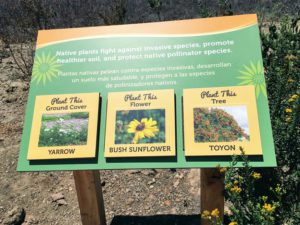 Native Plant Information Southern California