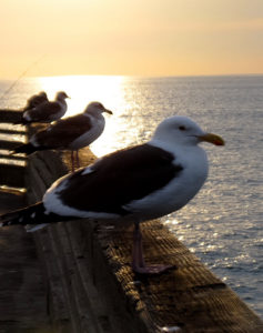 Ocean Beach City Beach Western Gull 