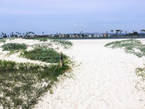 ocean beach dog beach sand dunes vegetation