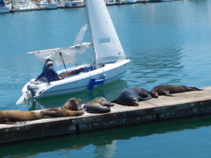 Oceanside Harbor CA sea lions dock sailboat