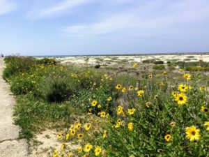 path ocean beach hidden gems in San Diego