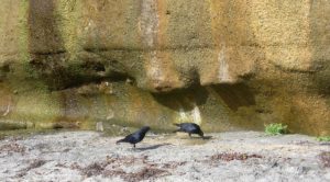 ravens sandy beach bluff water dripping down