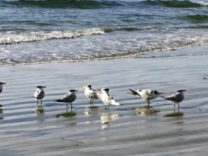 Royal Terns Swamis State Beach