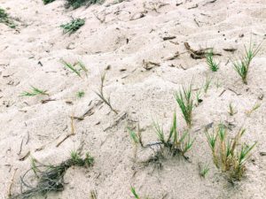 Salt Grass Ocean Beach Dog Beach