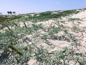 Sand dunes ocean beach hidden gems in San Diego