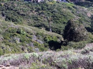 Scripps Coastal Reserve Canyon native plants lone Palm tree