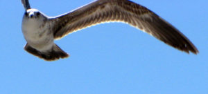 Seagull san diego beach pictures