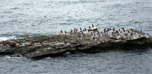 Seal Rock La Jolla many birds