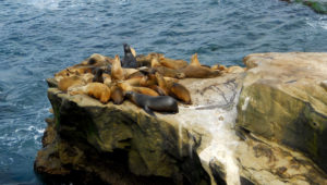 Seal Rock San Diego Beach Pictures