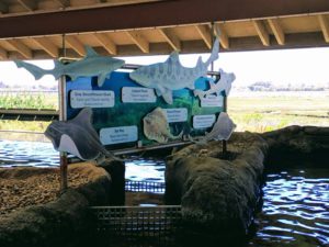 Shark Ray Tank Information Display Sign