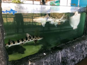 Triakis semifasciata Shark and Ray tank leopard shark bat ray