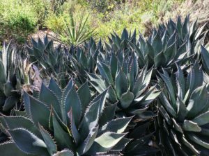 Shaws Agave San Elijo Lagoon