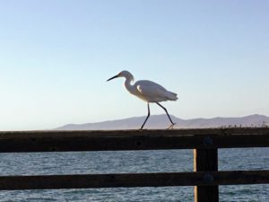 Snowy Egret walking Oceanside Pier