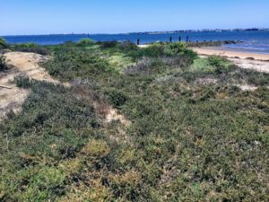 Sweetwater Marsh National Wildlife refuge native flora San Diego Bay