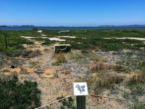 Sweetwater marsh old structures