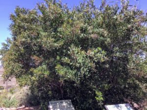 Toyon tree agua hedionda lagoon native garden