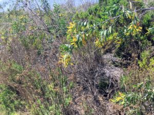 Tree Tobacco plant panhe nature trail