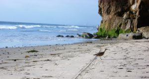 Whimbrel walking on beach bluffs waves