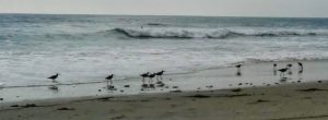 Whimbrels san diego beach pictures