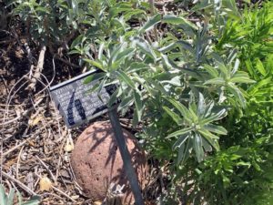 White Sage san diego beach pictures