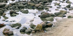 Willet shorebird tidal pool Trestles Beach