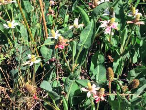 Yerba mansa Famosa Slough Ocean Beach